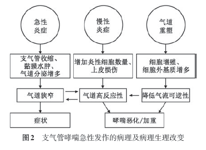 (二)病理和病理生理 哮喘急性发作的病理和病理生理机制见图2.