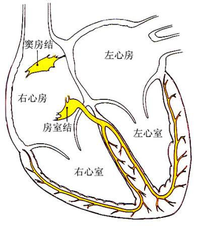 心电图分析从窦性心律开始