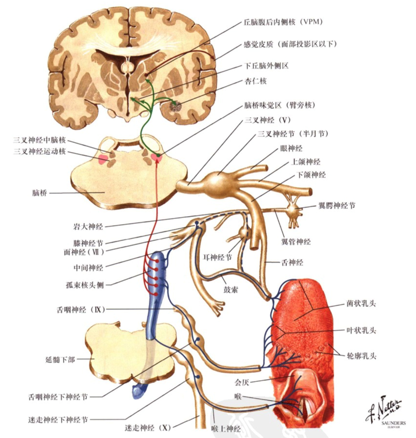 图1 味觉传导通路图