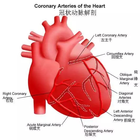 冠脉解剖