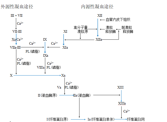 内外凝血途径图解图片