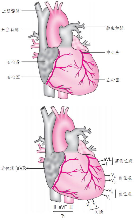 位于心脏水平图3肢体导联位于心脏冠状面的中心加压肢体导联在图2中