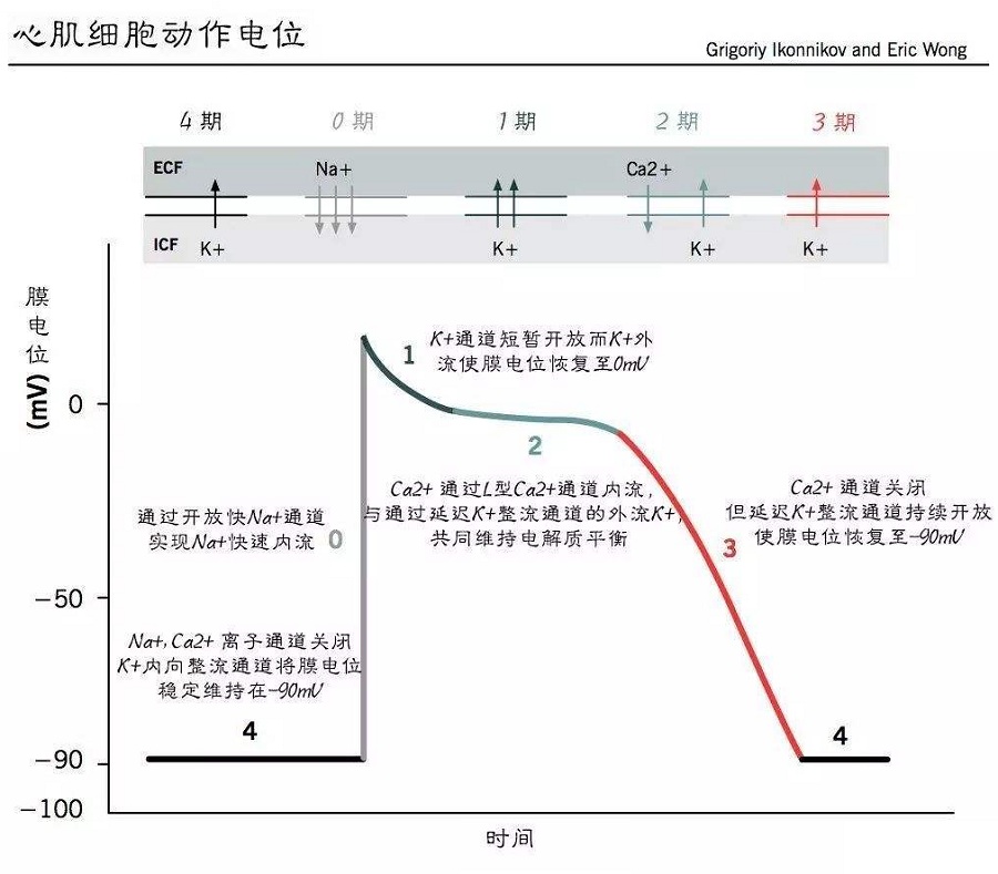 心肌细胞的动作电位图图片