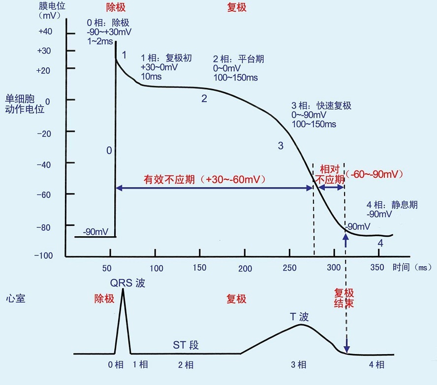 心肌细胞动作电位和心电图的对应关系