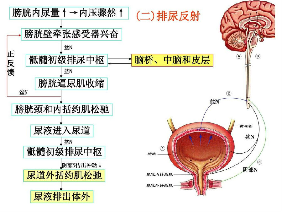 排尿反射图解图片