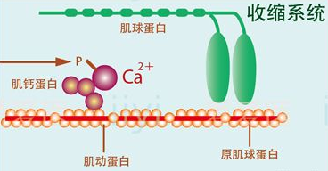 钙拮抗剂和补钙可以同时进行吗?看似矛盾,实则有益_钙拮抗剂_补钙_医
