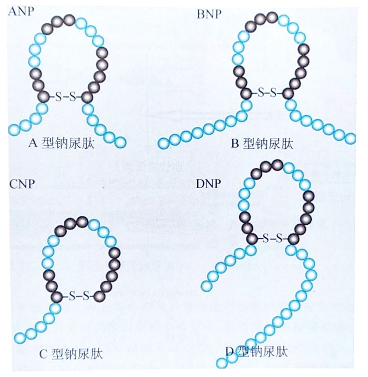 從利鈉肽到重組人腦鈉肽再到arni我們還能做什麼