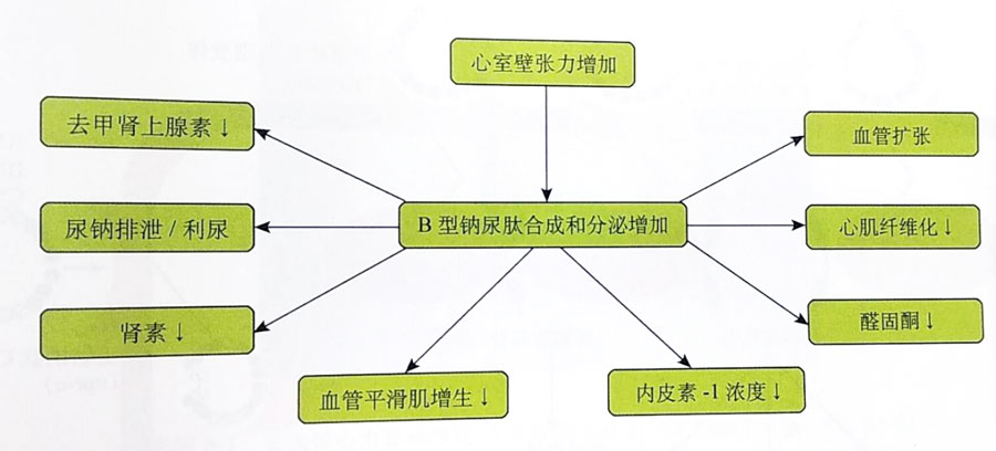 從利鈉肽到重組人腦鈉肽再到arni我們還能做什麼