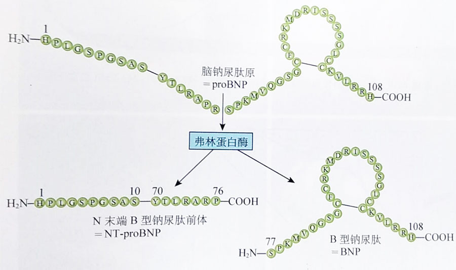 圖3 bnp合成示意圖