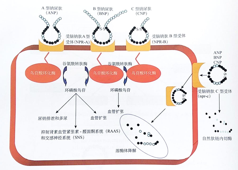 从利钠肽到重组人脑钠肽再到arni我们还能做什么
