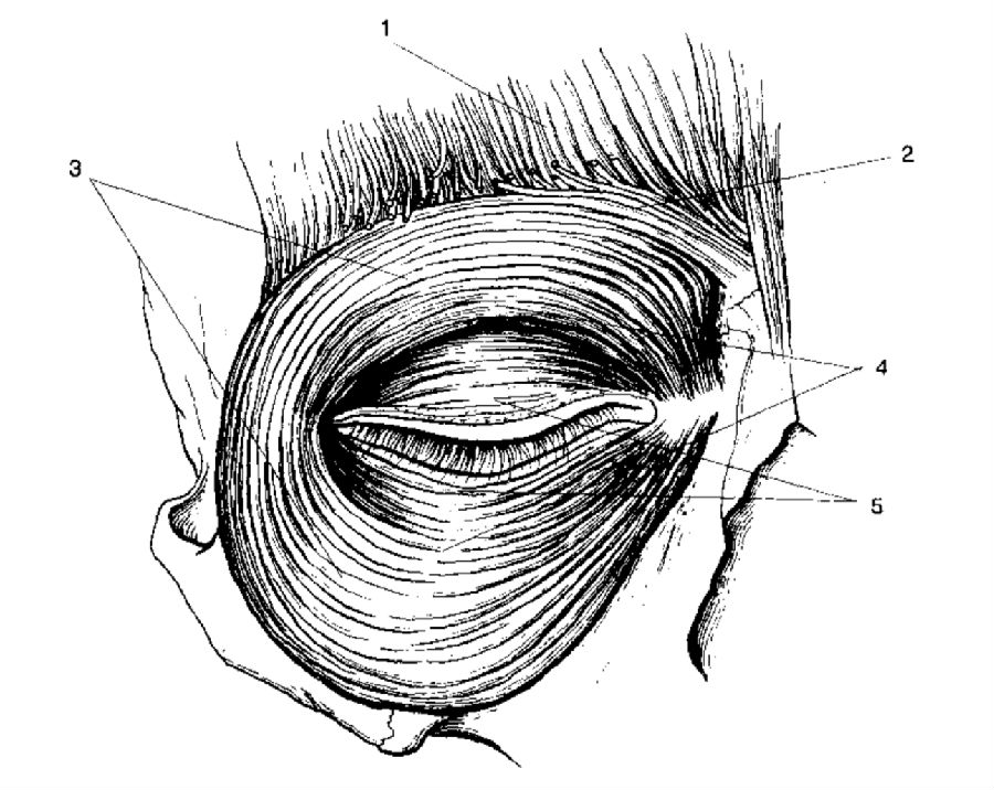 图3  眼轮匝肌(1=额肌;2=皱眉肌;3=眼轮匝肌眼眶部分;4=眼轮匝肌眶隔