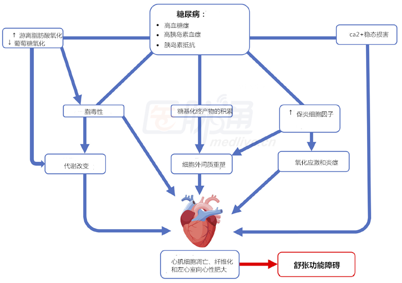 糖尿病心肌病,一个不可忽视的糖尿病并发症