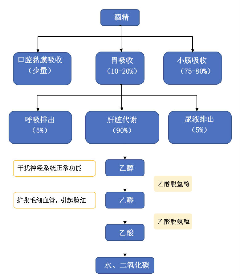 图1  体内酒精代谢过程