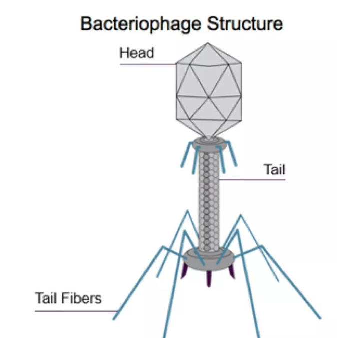 噬菌体结构示意图(图片来源:ampliphi biosciences公司官网)