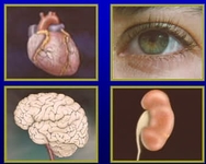 2013年中华医学会第十二次全国内分泌学学术会议暨第八届华夏内分泌大会