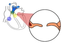 2015年美国心脏病学会年会（ACC2015）