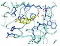 第十七届全国临床肿瘤学大会暨2014年CSCO学术年会