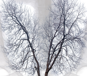 第十七届全国临床肿瘤学大会暨2014年CSCO学术年会