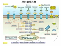 第十七届全国临床肿瘤学大会暨2014年CSCO学术年会