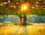 2015中国脑卒中大会