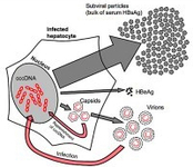 2015年美国肝病研究协会年会（AASLD 2015）