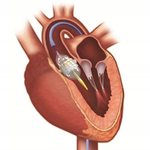 第68届美国心脏病学会科学年会（ACC 2019）