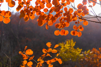 2022美国心脏协会科学年会（AHA 2022）