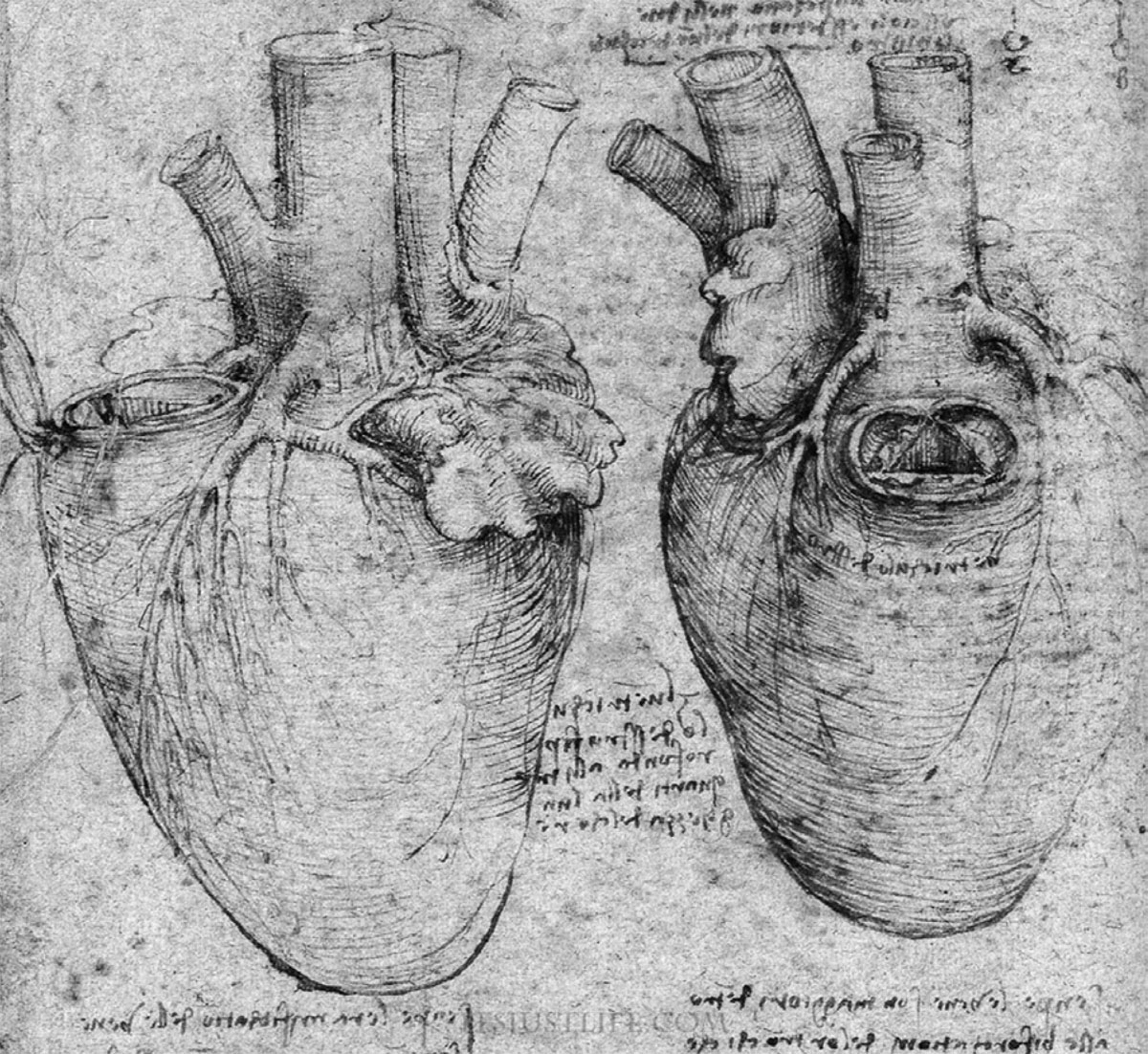 冠脉专业的医生必须要感谢达芬奇,因为他绘制了最早的冠脉解剖图,并