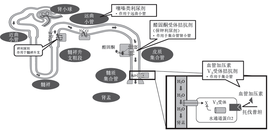 特别适用于有明显液体潴留或伴肾功能受损的患者,包括呋塞米,托拉塞米