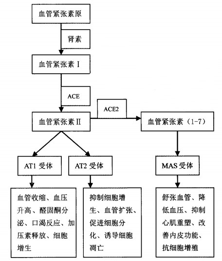 肾素-血管紧张素-醛固酮系统