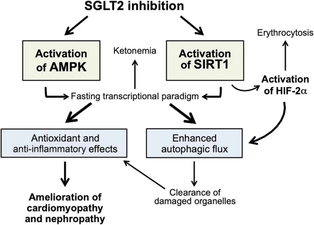 ampk和sirt1相互作用的增强也为sglt-2i改善肾小球和肾小管损伤,减轻