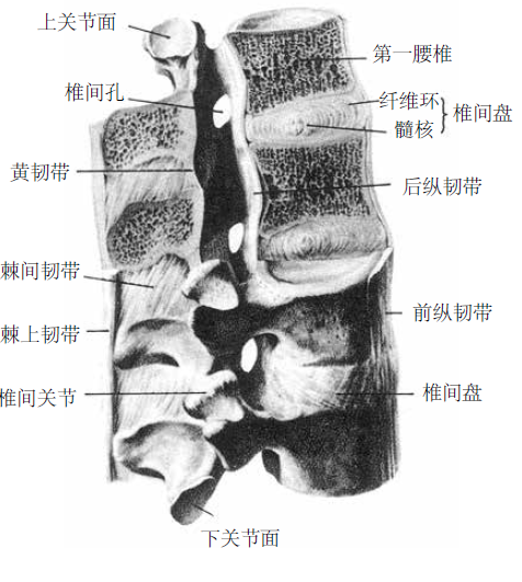 一文读懂 腰骶椎部的应用解剖和生理知识 行业新闻 上海开为医药科技有限公司 创伤 肢体矫形技术解决方案的专业服务商