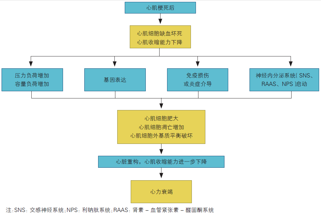 激活,如反射性激活交感神經系統,腎素-血管緊張素-醛固酮系統(raas)等