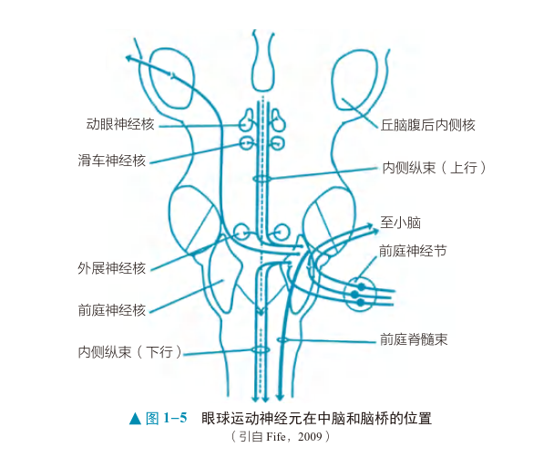 眼球运动的神经控制通路还不了解这篇文章介绍得很详细丨多图多表