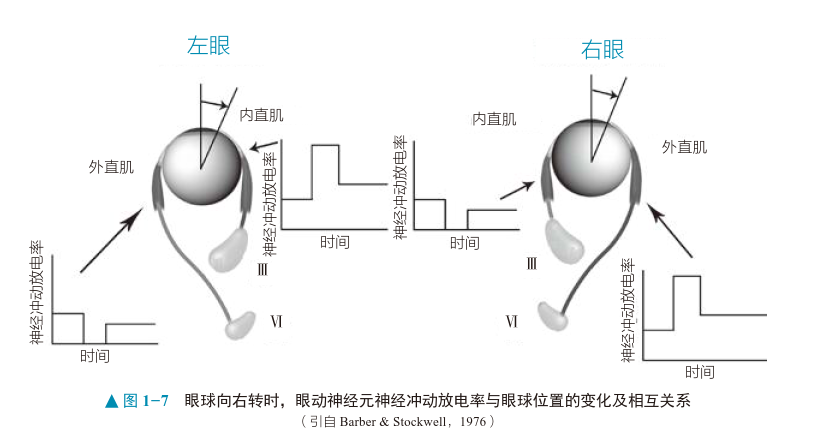 眼球运动的神经控制通路还不了解这篇文章介绍得很详细丨多图多表